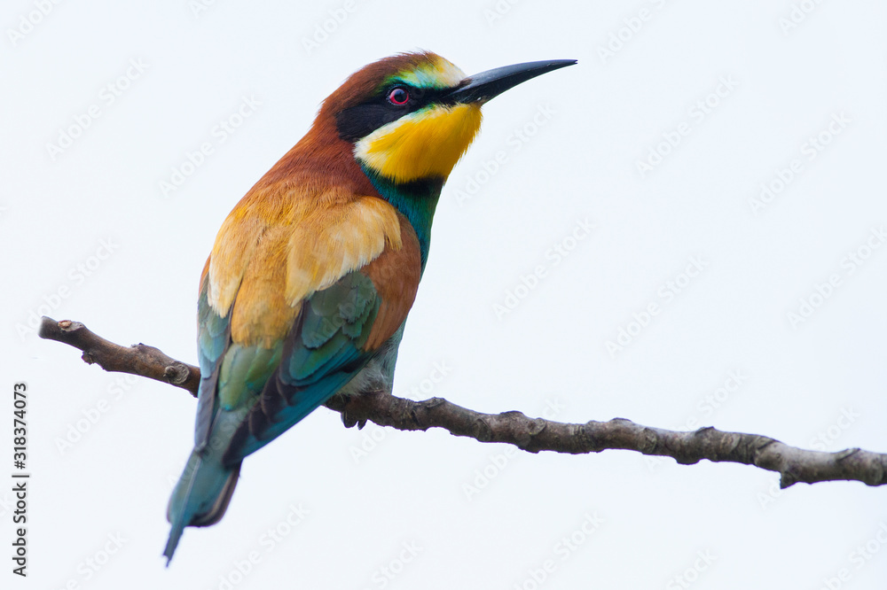 Fototapeta premium Bird - Bee-eaters (Merops apiaster)