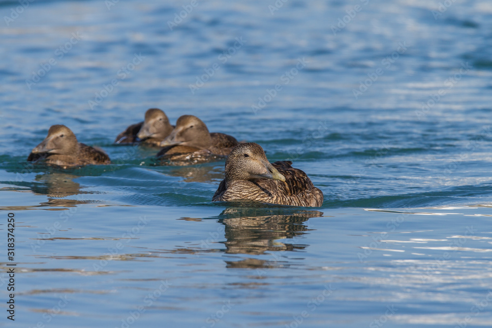 Obraz premium Eider (Somateria mollissima) -female