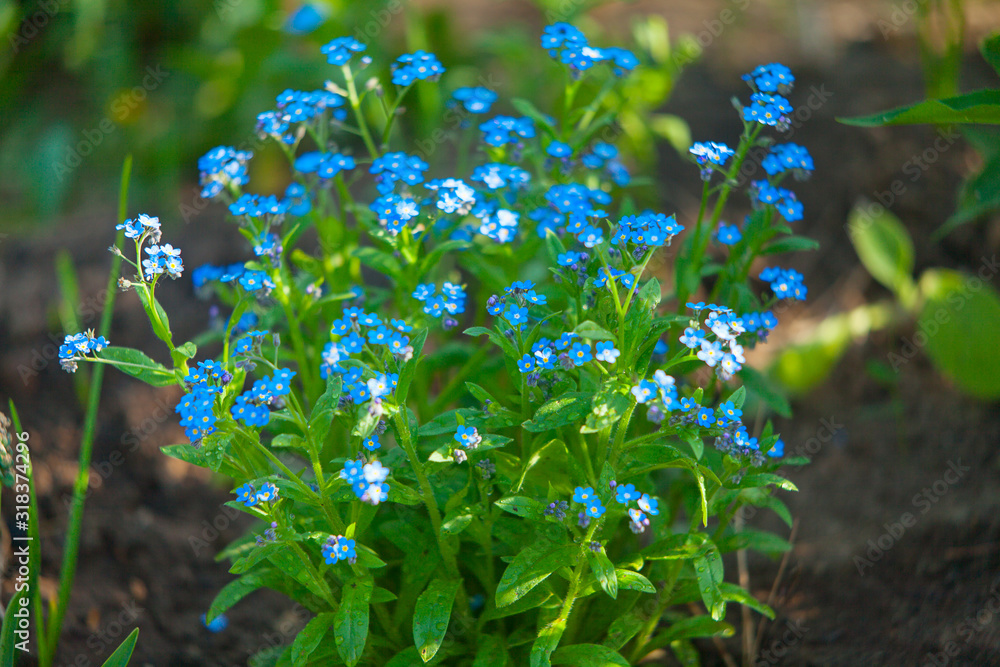 beautiful pink Myosotis on green background beautiful pink Myosotis on green background
