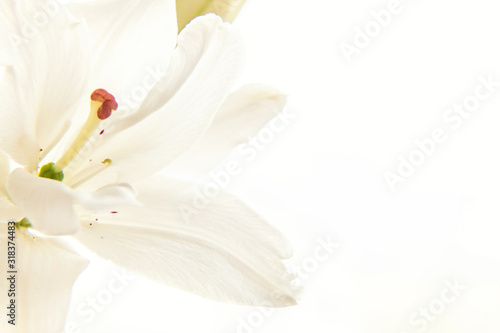 inspirujacy-naturalny-kwiat-lilii