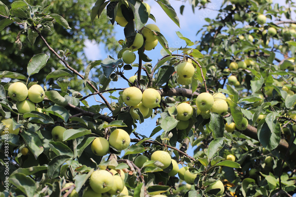 A tree with maturing fruits of a green apple. Vintage fruits rich in vitamins. Fruit trees for the garden. Agroindustrial business. Farm in rural areas. Rich fruits of the earth