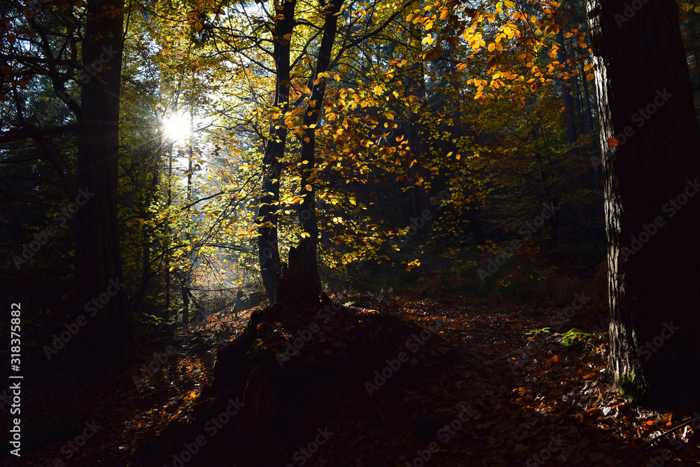 Obraz premium Blask światła w lesie # 2