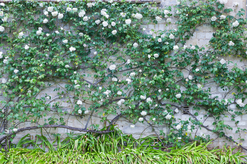 Foto White flowering roses climbing stone wall in an English summer garden