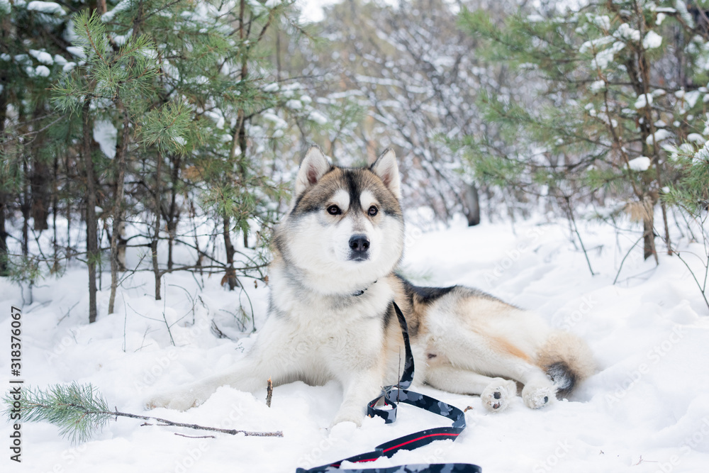 Cute fluffy purebred siberian husky dog lying on snow among trees in the forest