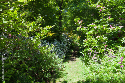 Hidden path passing flowering white rhododendron , magnolia, wildflowers under canopy of leafy trees, in a spring park in an English rural countryside .
