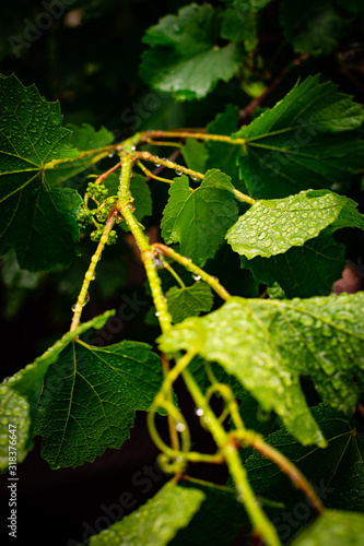 Vignette close-up image of vine leaves and stem with raindrops