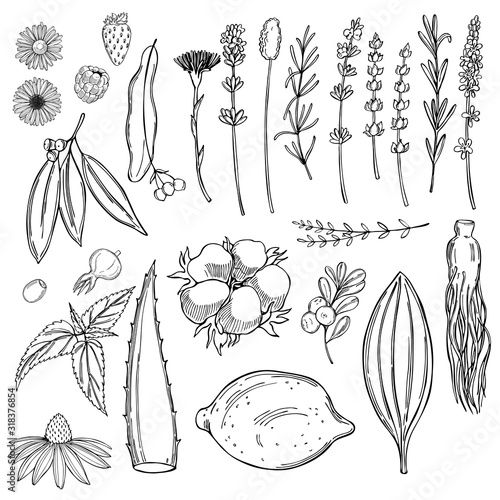 Plants for natural cosmetics. Vector sketch illustration.