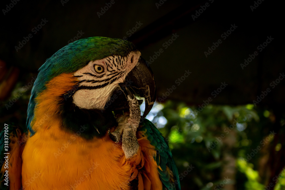 Obraz premium Picture of the common Macaw