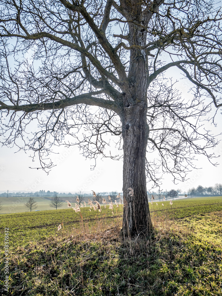 Fototapeta premium Kahle Obstbäume im Winter