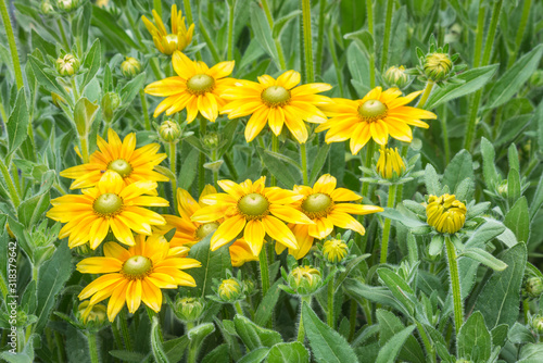 closeup of yellow echinacea flowers and buds in bloom