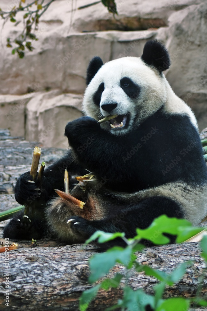 Obraz premium Panda bear eats bamboo