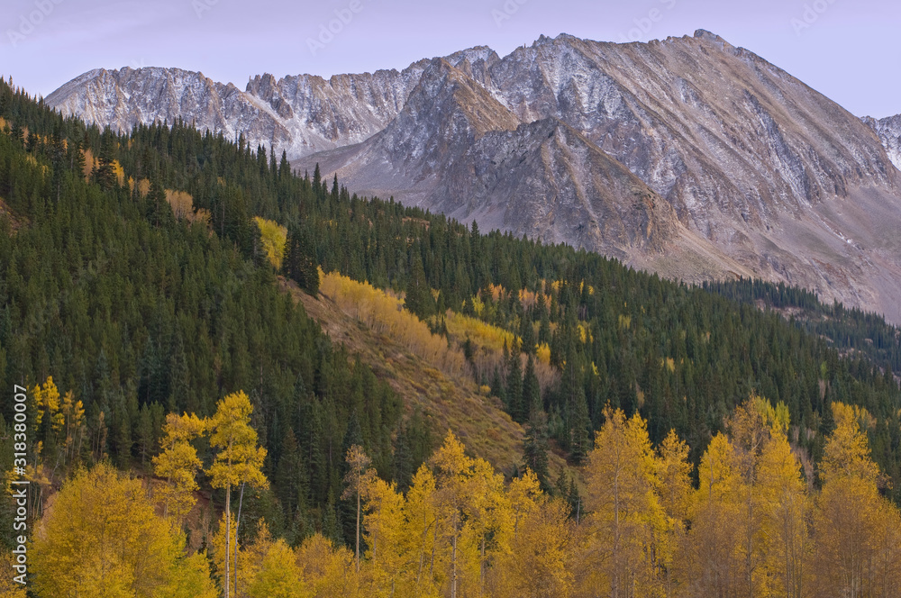 Autumn landscape at dawn of the Elk Mountains with aspens and conifers, Castle Creek Road, Colorado, USA