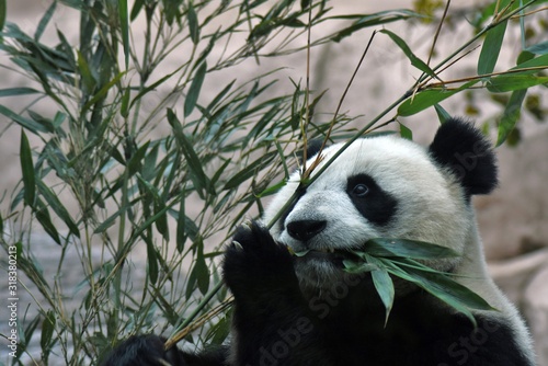 Panda bear eats bamboo © Ekaterina Bykova