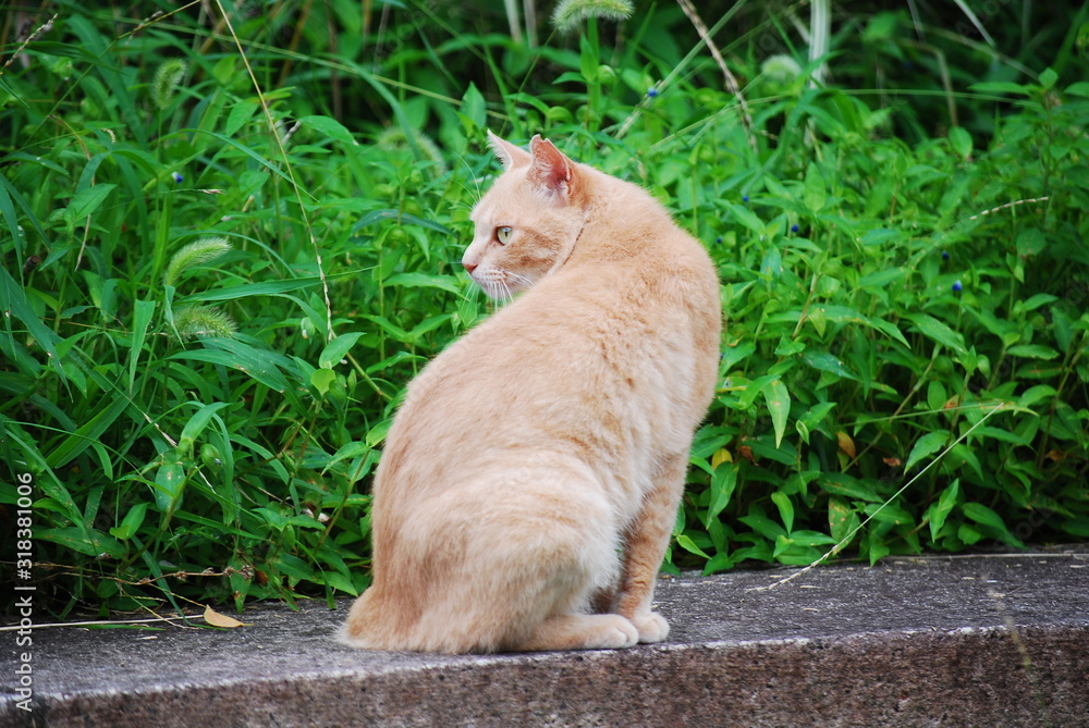 Fototapeta premium 野良猫