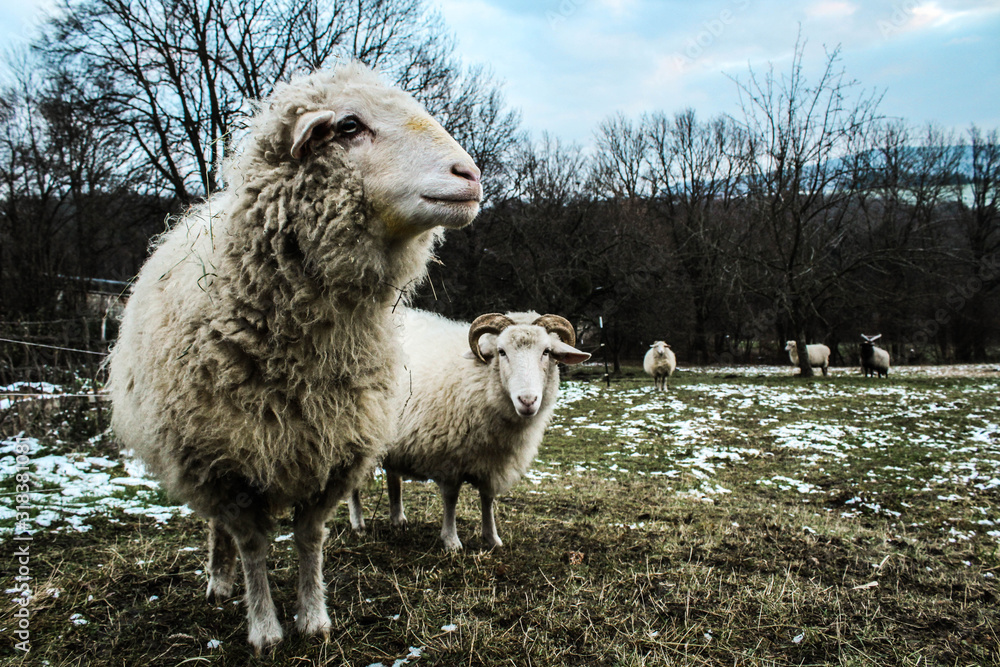 Obraz premium Curious but shy.