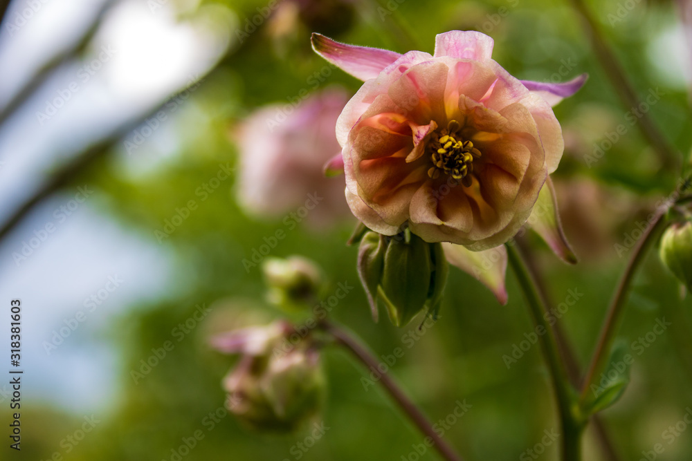 Close up of pink rose blossom against green background Close up of pink rose blossom against green background