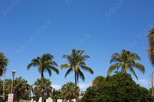 Florida Palm Trees © Gabriel