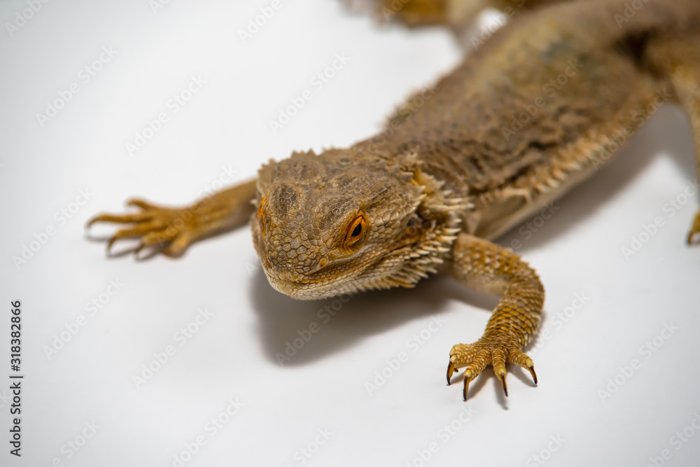 Fototapeta premium Bearded Dragon on seamless white background.