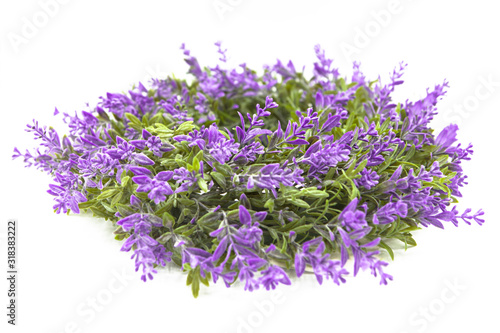 Blooming lavender flowers isolated on a white background.