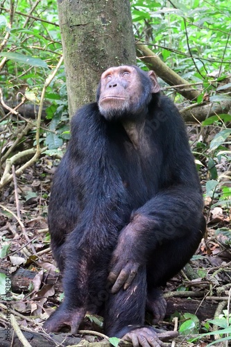 Eastern chimpanzee, Kibale Forest National Park, Uganda © nyiragongo