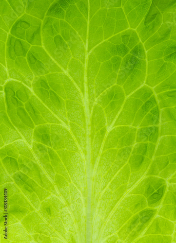 Transparent green leaf closeup textured natural background