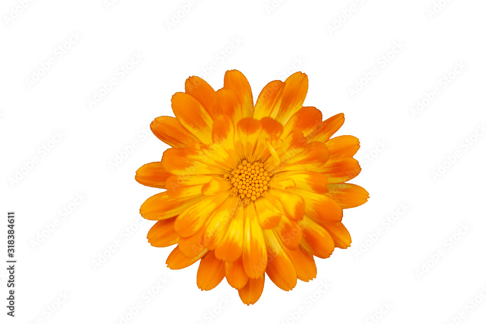 Orange aster close-up on a white background Orange aster close-up on a white background