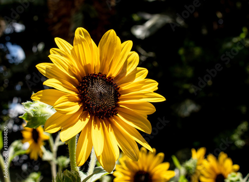 Picture of a Yellow Sun flower 