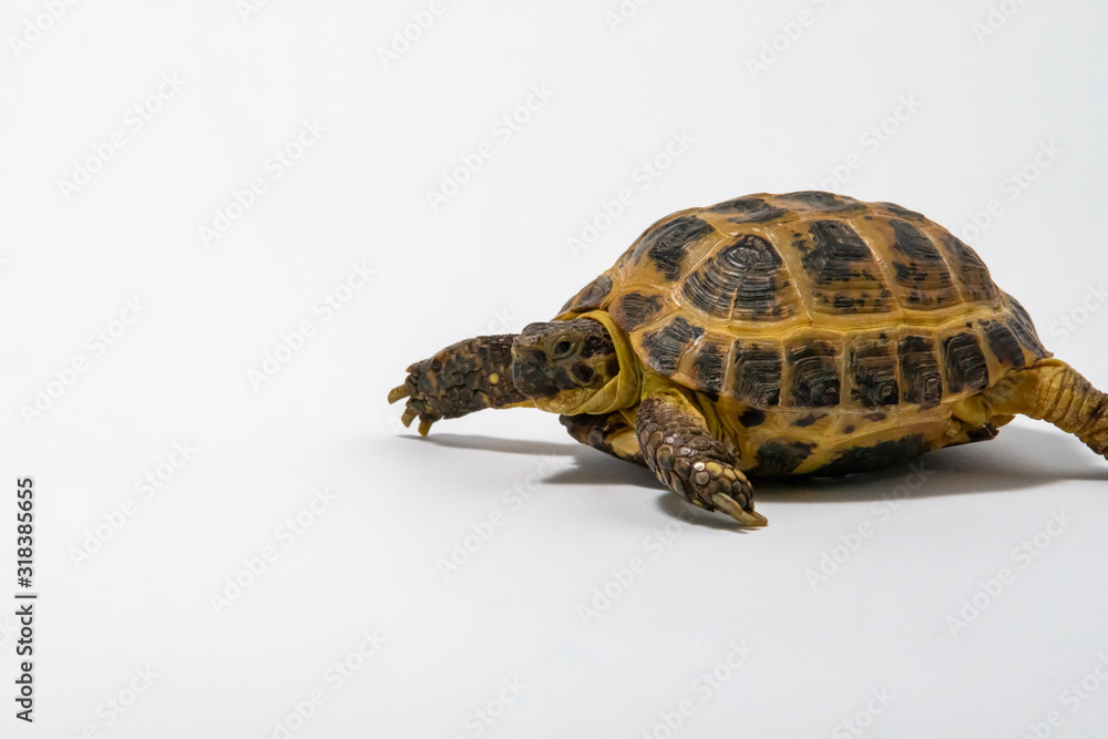 Fototapeta premium Russian Tortoise on seamless white background.