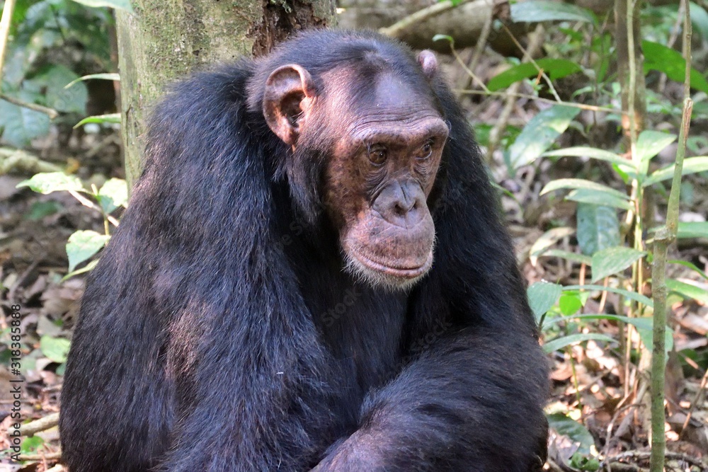 Eastern chimpanzee, Kibale Forest National Park, Uganda Eastern chimpanzee, Kibale Forest National Park, Uganda
