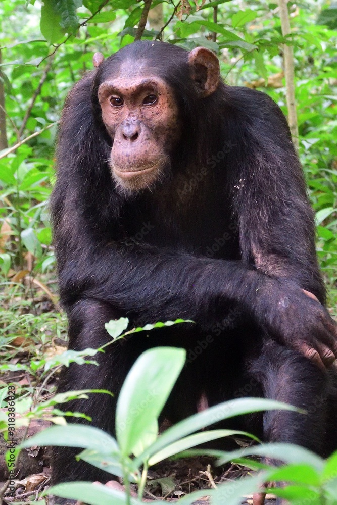 Eastern chimpanzee, Kibale Forest National Park, Uganda Eastern chimpanzee, Kibale Forest National Park, Uganda