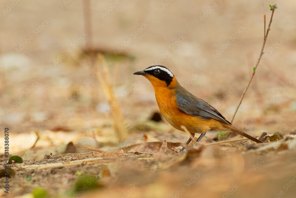 White-browed Robin-chat - Cossypha heuglini, also Heuglins robin,bird in the family Muscicapidae, found in east, central and southern Africa, its natural habitats include riverine forest and thickets White-browed Robin-chat - Cossypha heuglini, also Heuglins robin,bird in the family Muscicapidae, found in east, central and southern Africa, its natural habitats include riverine forest and thickets
