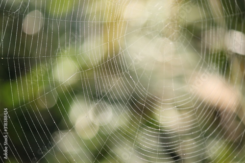 Bokeh and defocused spider web in Hungary.