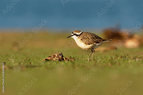 Kittlitzs Plover - Charadrius pecuarius small shorebird in Charadriidae, breeds near coastal and inland saltmarshes, riverbanks or grasslands, native to Africa, the Nile Delta and Madagascar photo