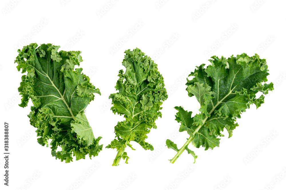 Obraz premium green leafy kale