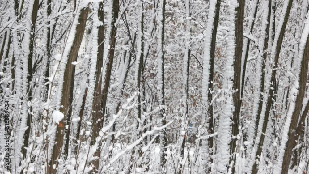 Winter trees covered with snow. Forest landscape. Winter trees covered with snow. Forest landscape.