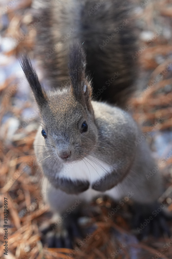 Fototapeta premium エゾリス