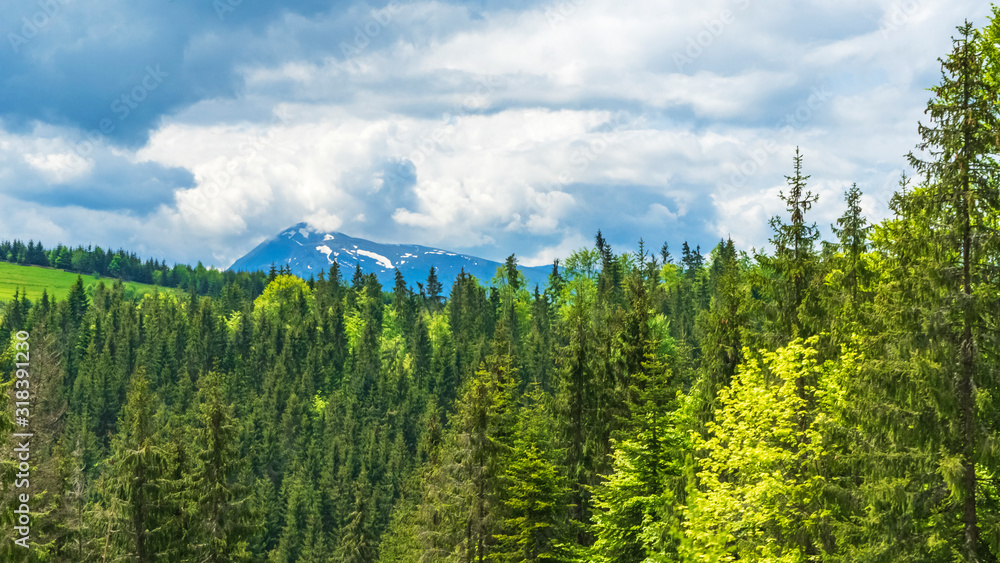Magnificent panoramic view the coniferous forest on the mighty Carpathians Mountains and beautiful sky background. Beauty of wild virgin Ukrainian nature. Peacefulness