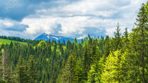 Magnificent panoramic view the coniferous forest on the mighty Carpathians Mountains and beautiful sky background. Beauty of wild virgin Ukrainian nature. Peacefulness
