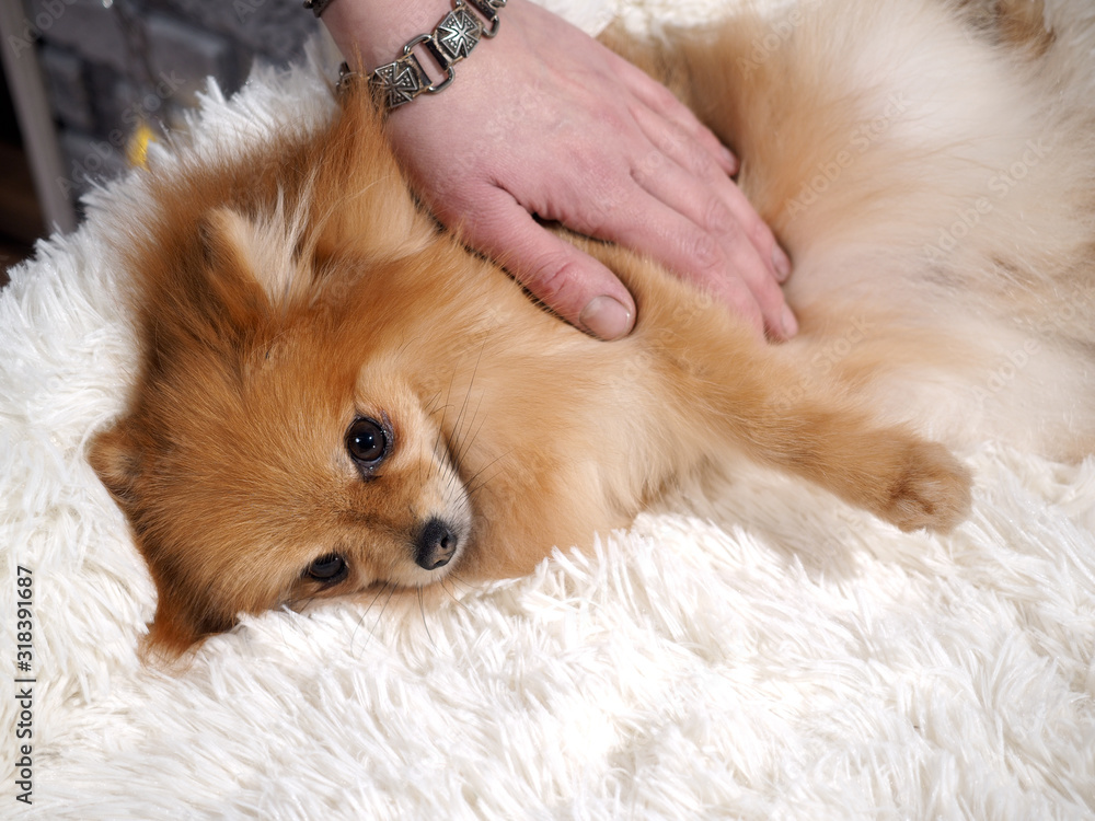 A Pomeranian dog is stroked by a human hand