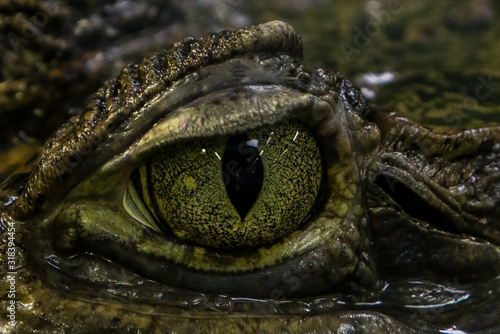 CLOSE-UP OF crocodile eye