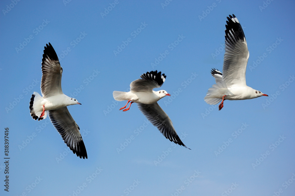 Fototapeta premium flying seagull bird on beautiful sky background