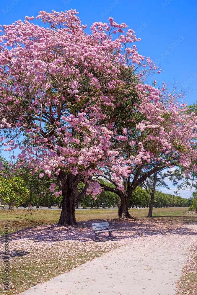 Obraz premium Romantic background of pink flowering tree