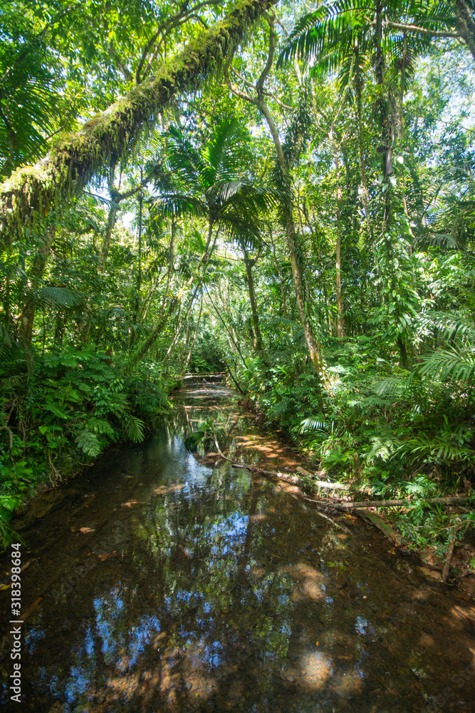 Tropical forest, Jangle and small Stream near Ngardmau water fall, Ngardmau, Palau, Pacific Tropical forest, Jangle and small Stream near Ngardmau water fall, Ngardmau, Palau, Pacific