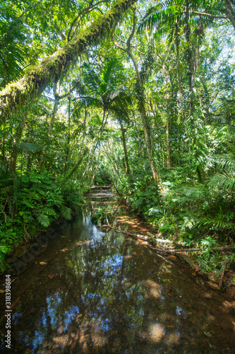 Tropical forest  Jangle and small Stream near Ngardmau water fall  Ngardmau  Palau  Pacific