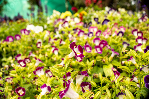 Picture of a flower garden