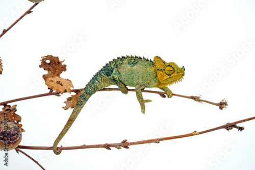 Helmchamäleon / helmeted chameleon (Trioceros hoehnelii / Chamaeleo hoehnelii)  photo