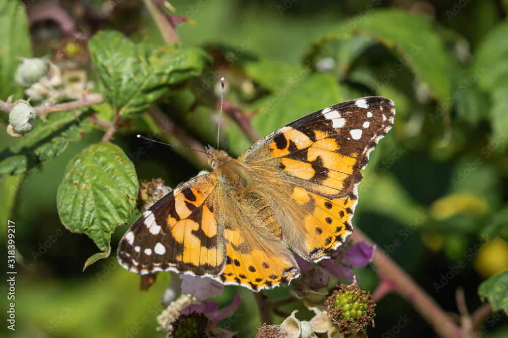 Painted Lady butterfly on a plant leaf Painted Lady butterfly on a plant leaf
