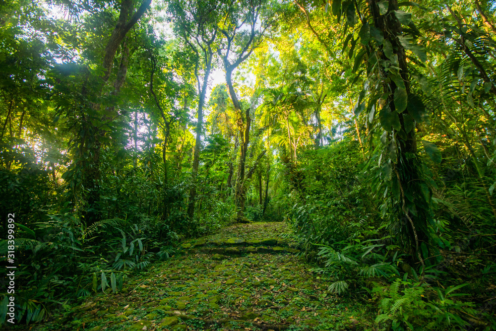Obraz premium Tropic Jangle, Forest, Green Trees and Stone Trail to Bai (Traditional meeting house) in Melekeok, Palau 