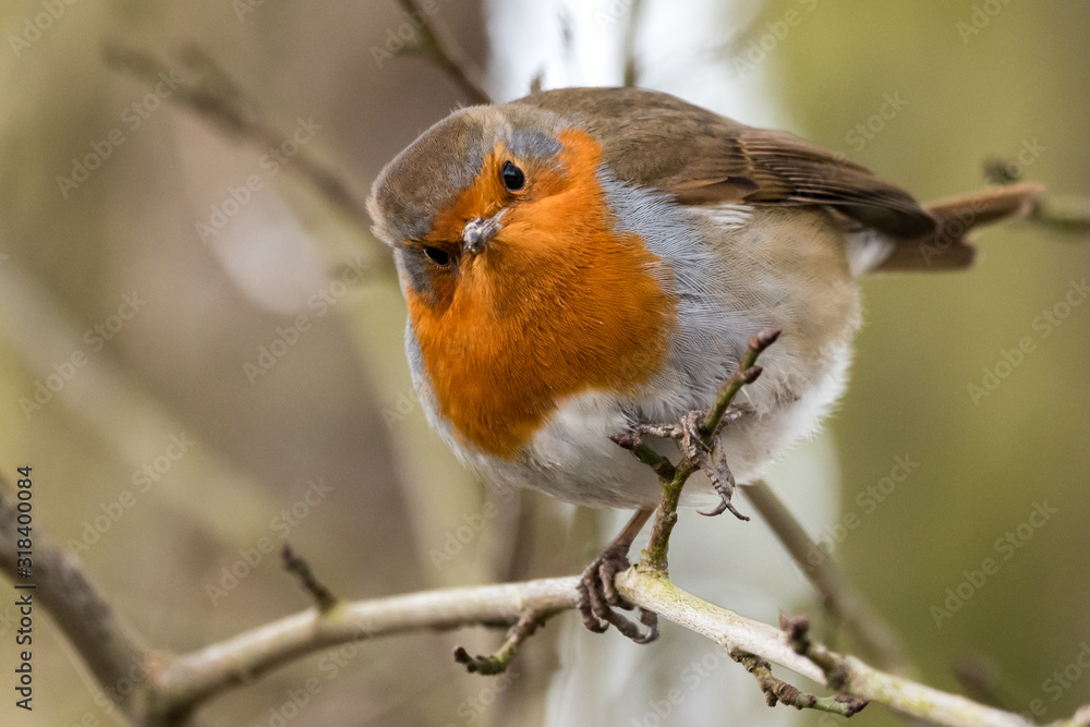 Robin in a tree Robin in a tree