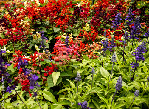 Picture of a flower garden